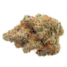 Prime Pot Masterpiece