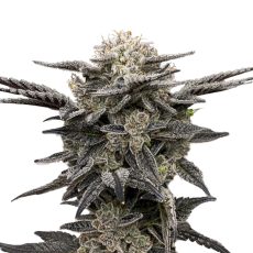 Green Rose Seeds 41 Ghosts Feminized Autoflower