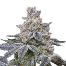 Green Rose Seeds Glitter Fritter Feminized