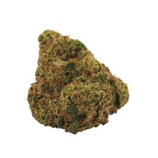 LEP BOLD Orange Crush